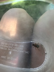 Platydracus immaculatus