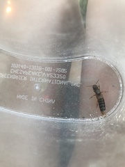 Platydracus immaculatus