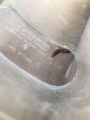 Platydracus immaculatus