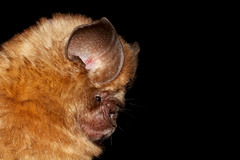 Hipposideros caffer