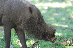Sus barbatus