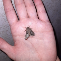 Sideridis reticulata