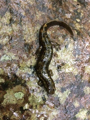 Desmognathus marmoratus