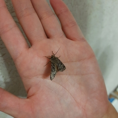 Sideridis reticulata