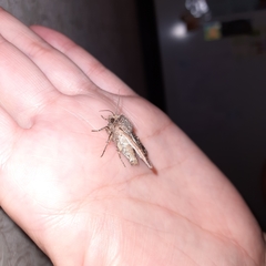 Sideridis reticulata