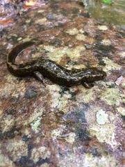 Desmognathus marmoratus