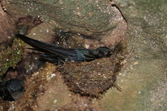 Aerodramus salangana
