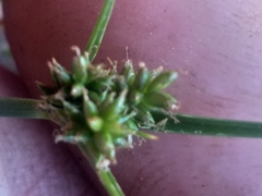 Cyperus uitenhagensis