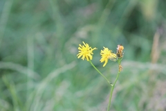 Crepis biennis