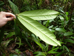 Napoleonaea sapoensis