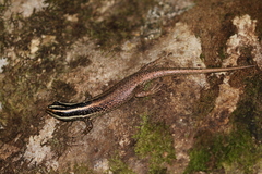 Dasia vittata