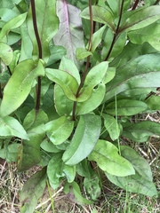 Foxglove beardtongue