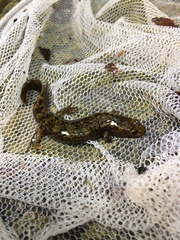 Desmognathus marmoratus