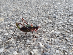 Barbitistes vicetinus