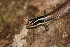 Dasia vittata