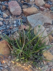 Cyperus uitenhagensis