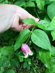Clematis viorna