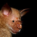 Old World Leaf-nosed Bats - Photo (c) melissadonnelly, some rights reserved (CC BY-NC), uploaded by melissadonnelly