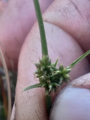 Cyperus uitenhagensis