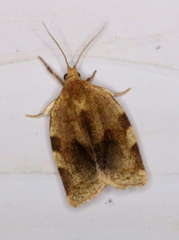 Choristoneura fractivittana