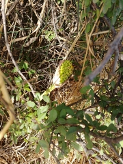 Arum palaestinum