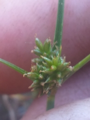 Cyperus uitenhagensis