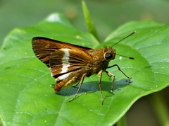Tirynthia conflua