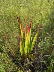 Xyris laxifolia iridifolia