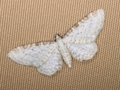 Eupithecia cretaceata
