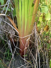 Xyris laxifolia iridifolia