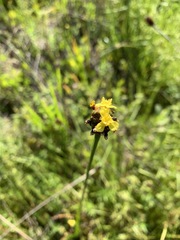 Xyris laxifolia iridifolia