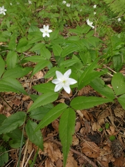Anemonoides trifolia