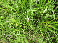 Rhynchospora nervosa