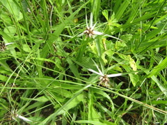Rhynchospora nervosa
