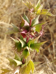 Moluccella spinosa