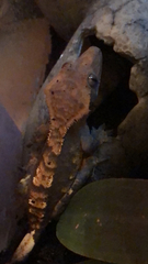 Correlophus