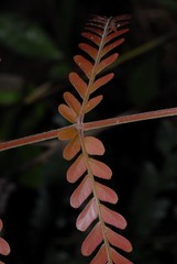 Macphersonia gracilis