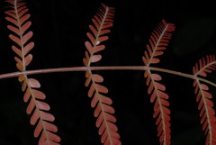 Macphersonia gracilis