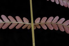 Macphersonia gracilis