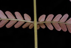 Macphersonia gracilis