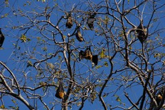 Pteropus seychellensis comorensis