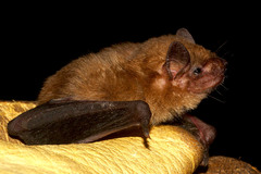 Nycticeinops schlieffenii