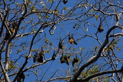 Pteropus seychellensis comorensis