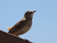 Cercotrichas galactotes