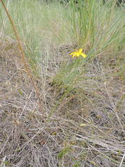 Microseris nutans