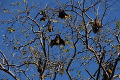 Pteropus seychellensis comorensis