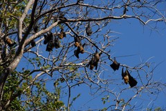Pteropus seychellensis comorensis