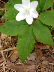 Anemonoides trifolia