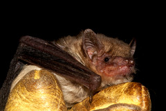 Nycticeinops schlieffenii