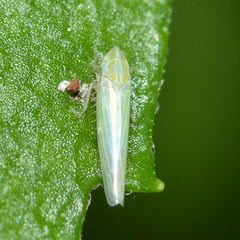 Dikraneura angustata